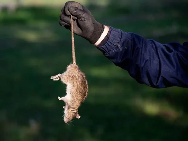 mano agarrando a un ratón por la cola